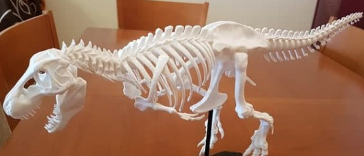 3d打印动物骨架的材料选择有讲究吗
